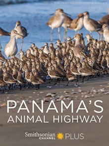 Panama's Animal Highway Trailer