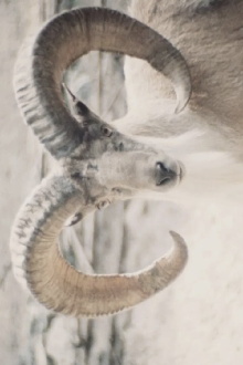 Paradies der Tiere Trailer