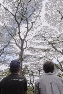 Paradigm Now: The Albizia Project Trailer