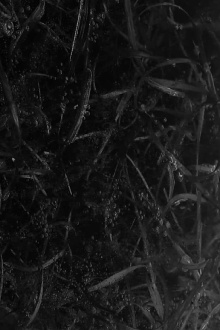 Paradise Lost Trailer