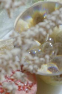 Parallel Botany Trailer