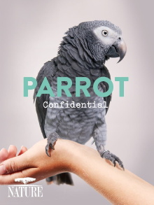 Parrot Confidential Trailer