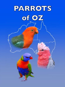 Parrots of Oz Trailer