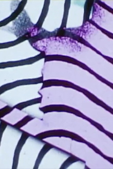 Pattern Impulse Trailer
