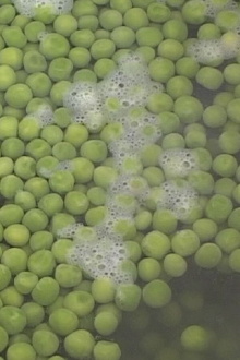 Peas Trailer