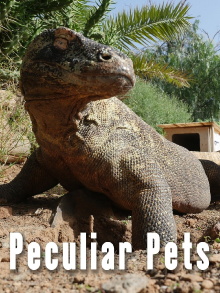 Peculiar Pets Trailer