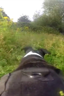 Pedigree Trailer
