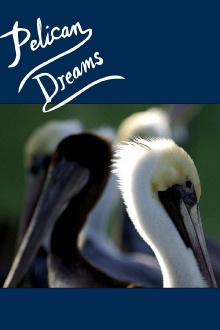 Pelican Dreams Trailer