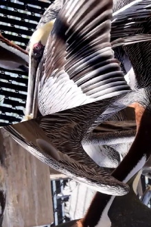 Pelican Radio Trailer
