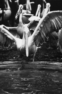 Pelicans at the Zoo Trailer