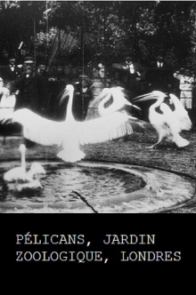 Pelicans, London Zoological Garden Trailer