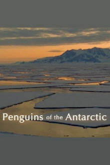 Penguins of the Antarctic Trailer