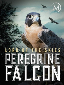 Peregrine Falcon: Lord of the Skies Trailer