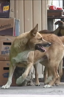 Perros perdidos Trailer