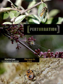 Perturbation Trailer