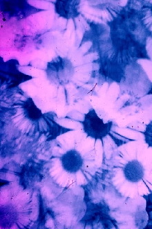 Petal to the Metal Trailer