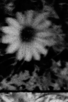 Petals and Feathers Trailer