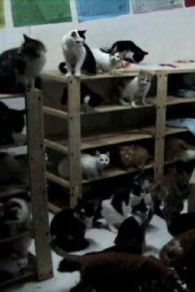 Pets' Republic of China Trailer