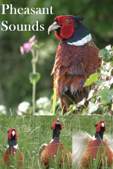 Pheasant Sounds Trailer