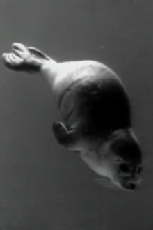 Phoca vitulina - Schwimmen und Tauchen Trailer