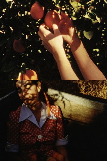 Picking Oranges Trailer