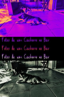Pictures of a Dog at the Bar Trailer