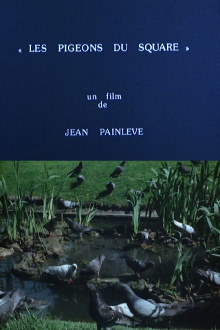 Pigeons in the Square Trailer