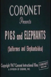Pigs and Elephants (Suiformes and Elephantoidea) Trailer