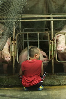 Pigs Trailer