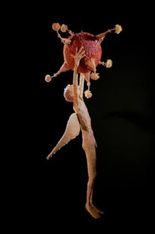 Piñatas of Earthly Delights Trailer
