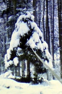 Pine Tree with Rubber Band Trailer