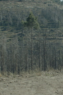 Pines Trailer