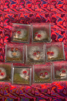 Pink Eyed Pet Trailer