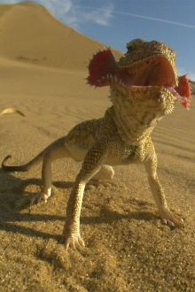 Planet of the Reptiles Trailer