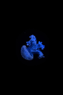 plant portals: breath Trailer