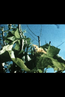 Plantlife Trailer
