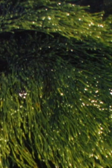 Playing With Water II + III Trailer