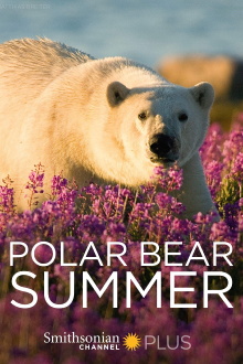 Polar Bear Summer Trailer