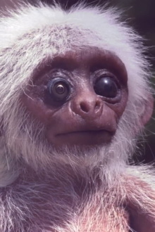 Polycephaly in D Trailer