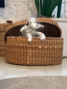 Popcorn Poodles Trailer