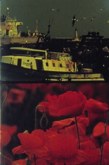Poppies and Sailboats Trailer