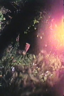 Precarious Garden Trailer