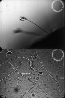 Predacious fungi Trailer