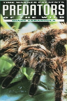 Predators of the Wild: Giant Tarantula Trailer