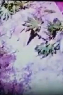 Prehistoric Caveman Trailer