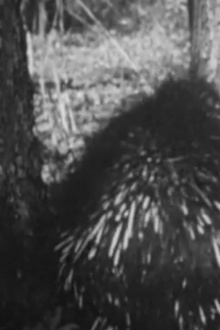 Prickly The Porcupine Trailer