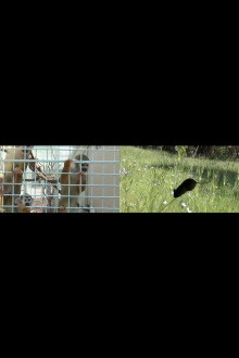 Primate Cinema: Movies for Monkeys Trailer