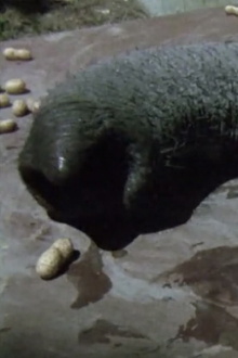 Proboscis Trailer