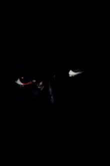 Projection Trailer