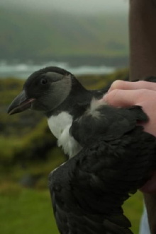 Puffling Trailer